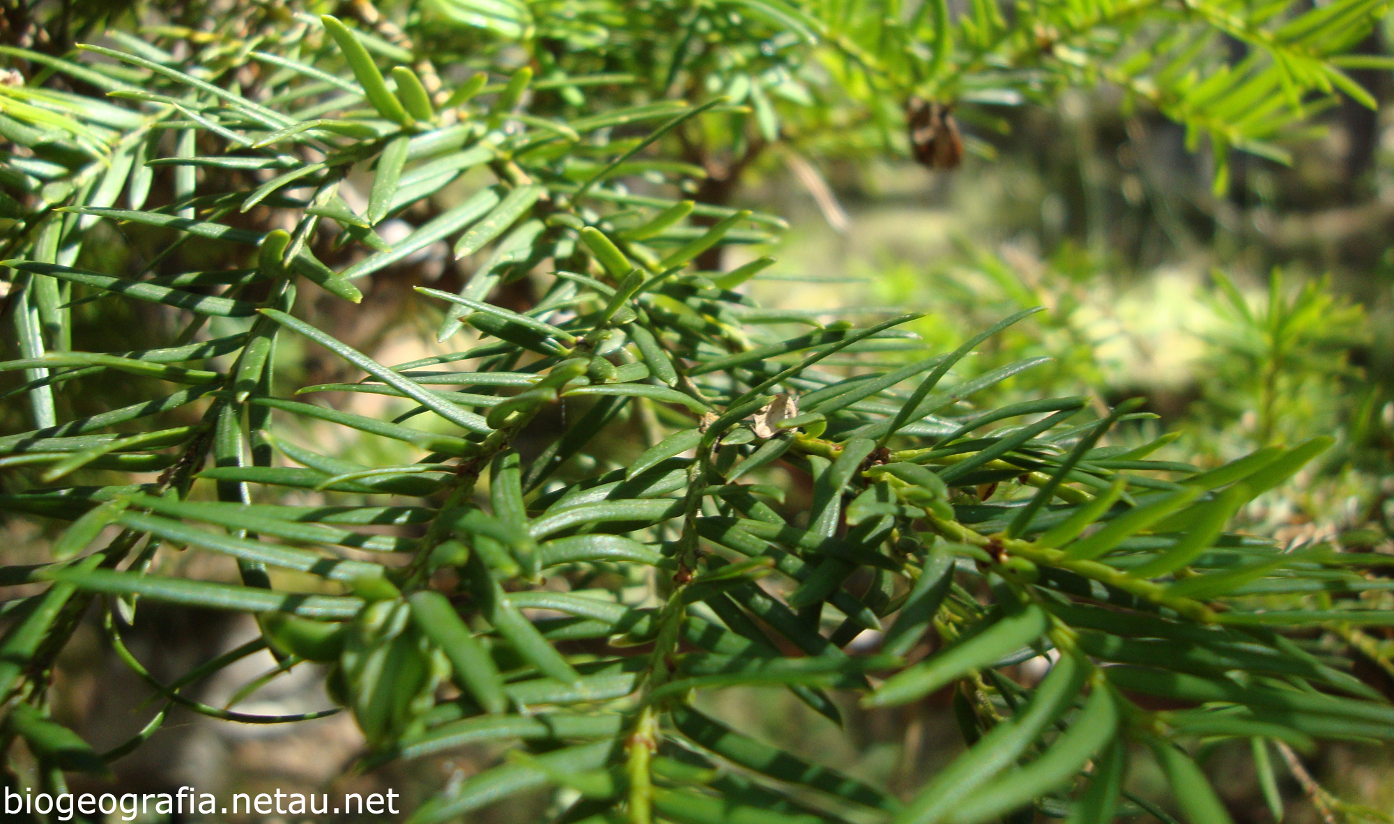 Tejedas Taxus Baccata